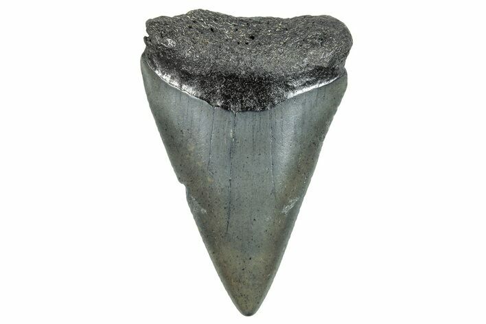 Fossil Great White Shark Tooth - South Carolina #273863